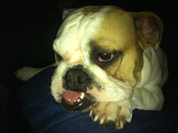 Blanding af racer Luna billede 5