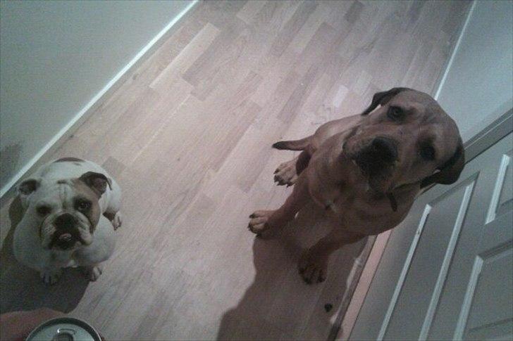 Blanding af racer Luna billede 7