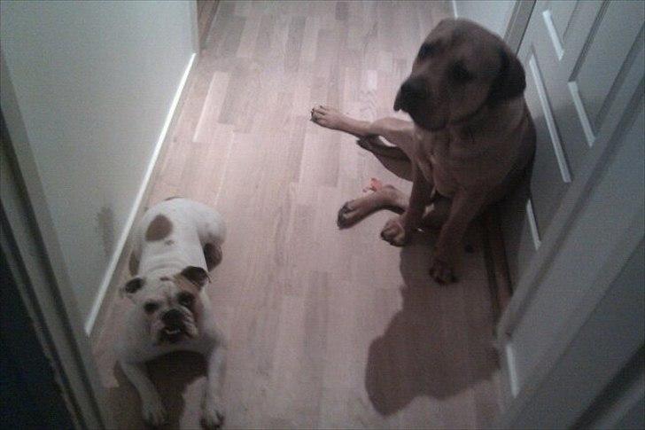 Blanding af racer Luna billede 6