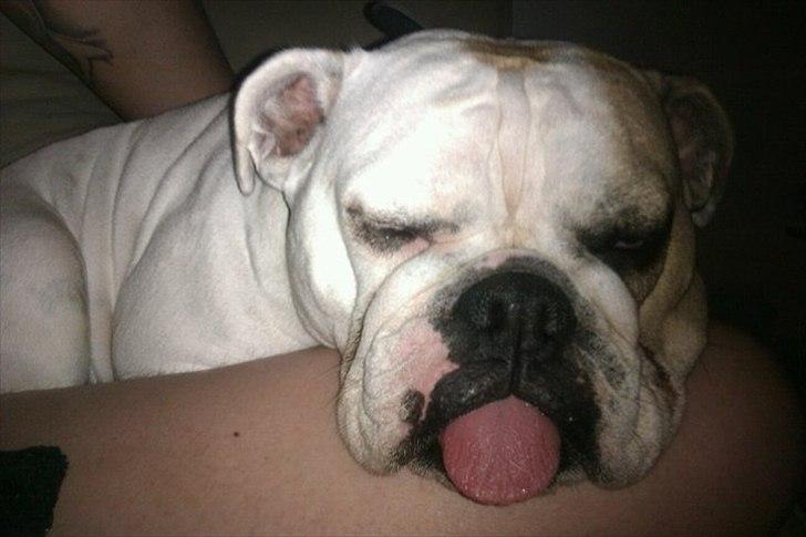 Blanding af racer Luna billede 2