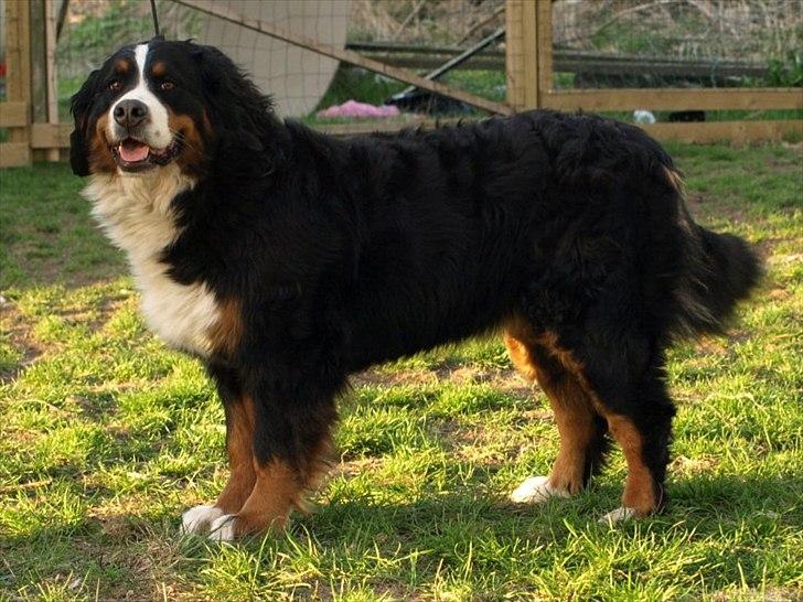 Berner sennenhund Athena - Hun er bare mit ét og alt... :-) billede 6