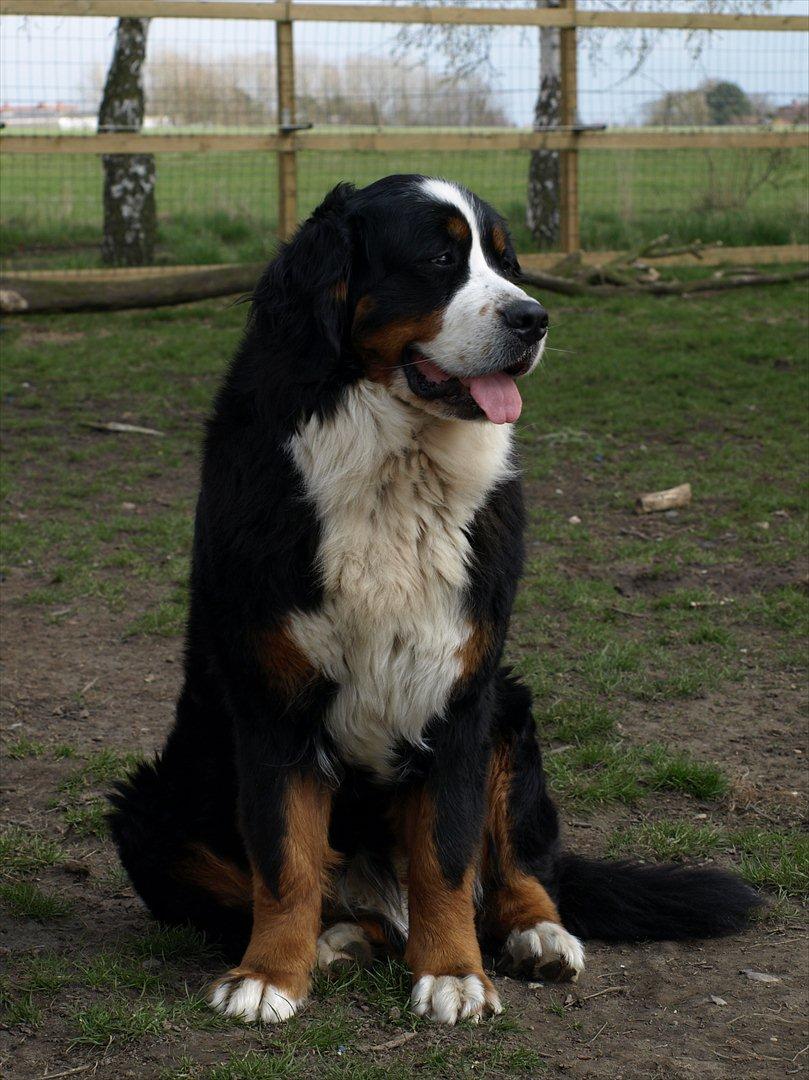 Berner sennenhund Akita - Smukke Akita elsker at blive fotograferet. billede 6