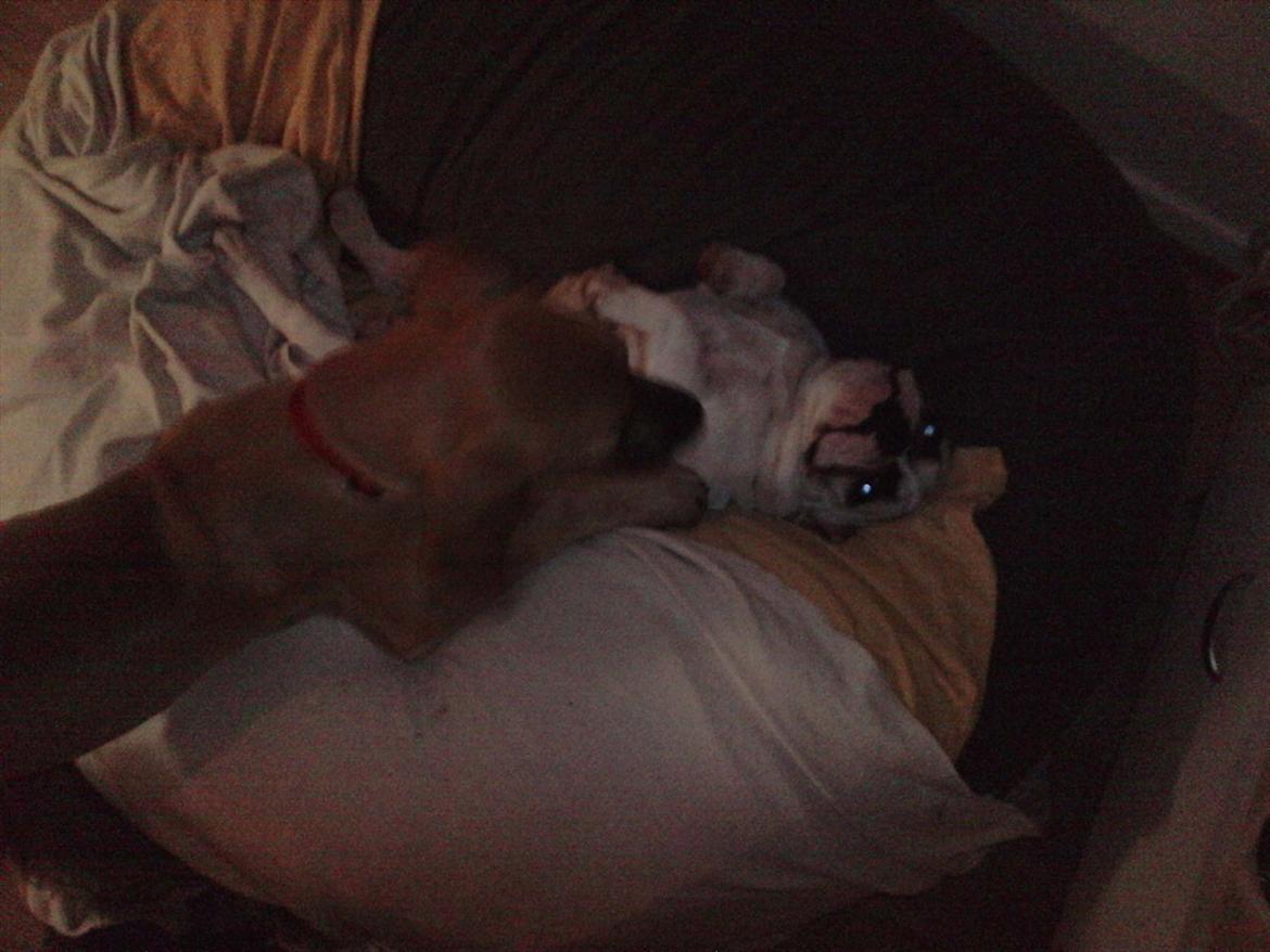 Grand danois Pixi Bella - Kato og Pixi's ELSKEDE sækkestol !  billede 10