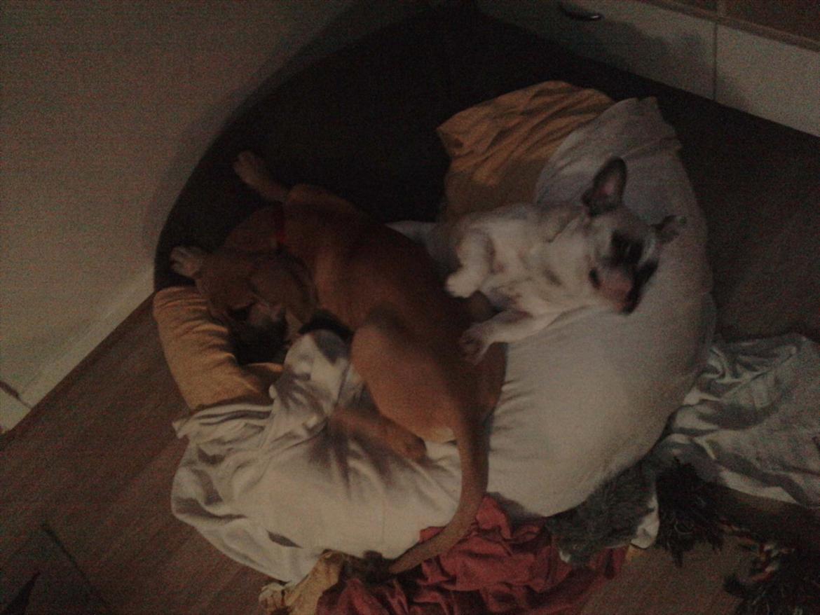 Grand danois Pixi Bella - Putte putte putte <3 billede 11