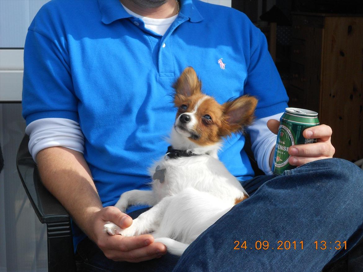 Blanding af racer Pappi billede 3