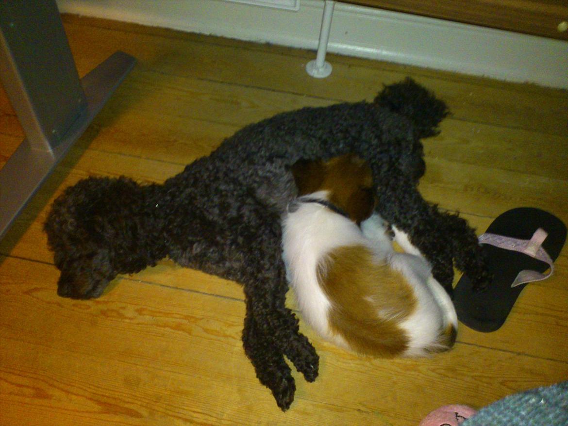 Blanding af racer Pappi billede 4