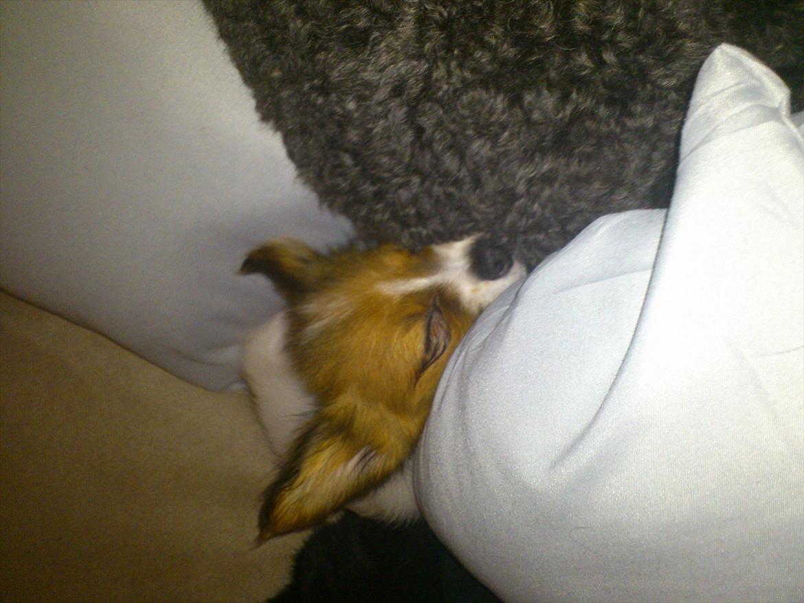 Blanding af racer Pappi billede 6