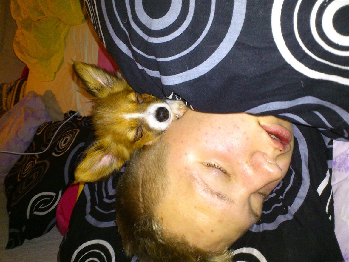 Blanding af racer Pappi billede 7