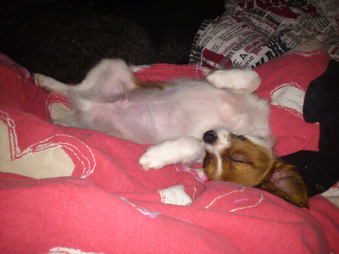 Blanding af racer Pappi billede 8