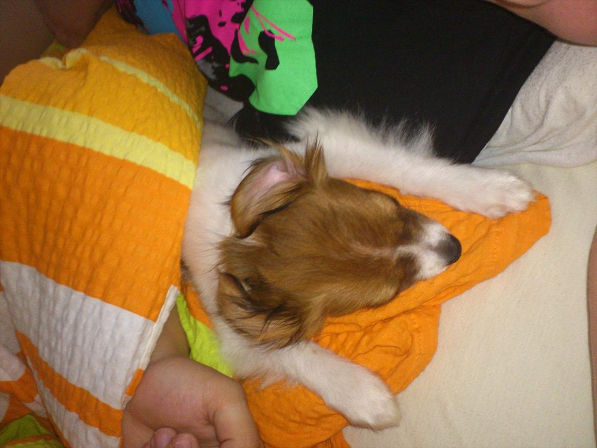 Blanding af racer Pappi billede 9