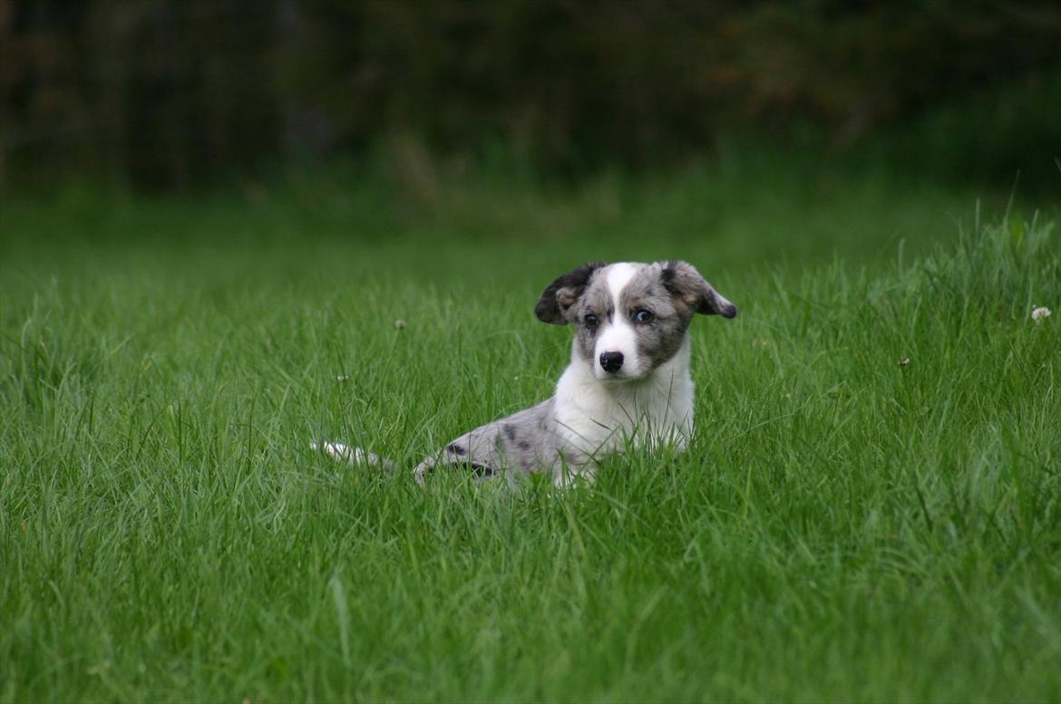 Welsh corgi cardigan Eeys - 28/9 - 11 billede 4