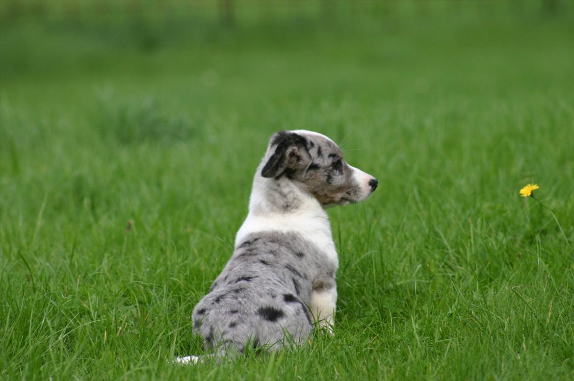 Welsh corgi cardigan Eeys - 28/9 - 11 billede 5