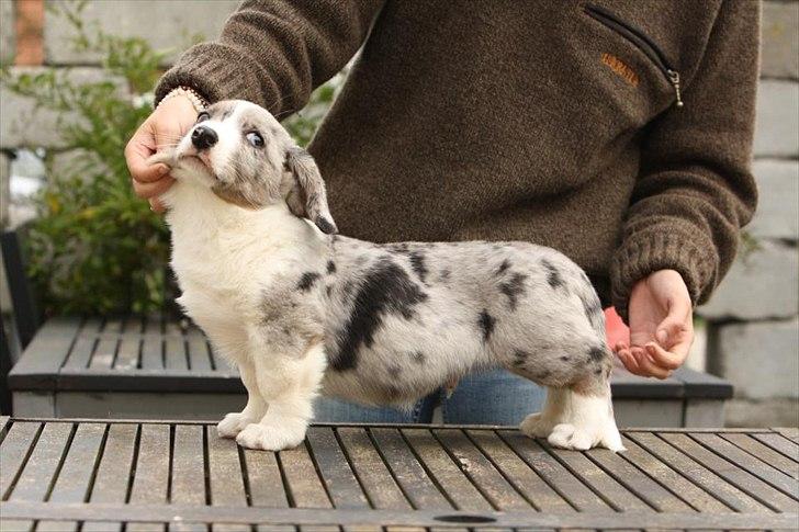 Welsh corgi cardigan Eeys - 24/9 - 11 billede 6