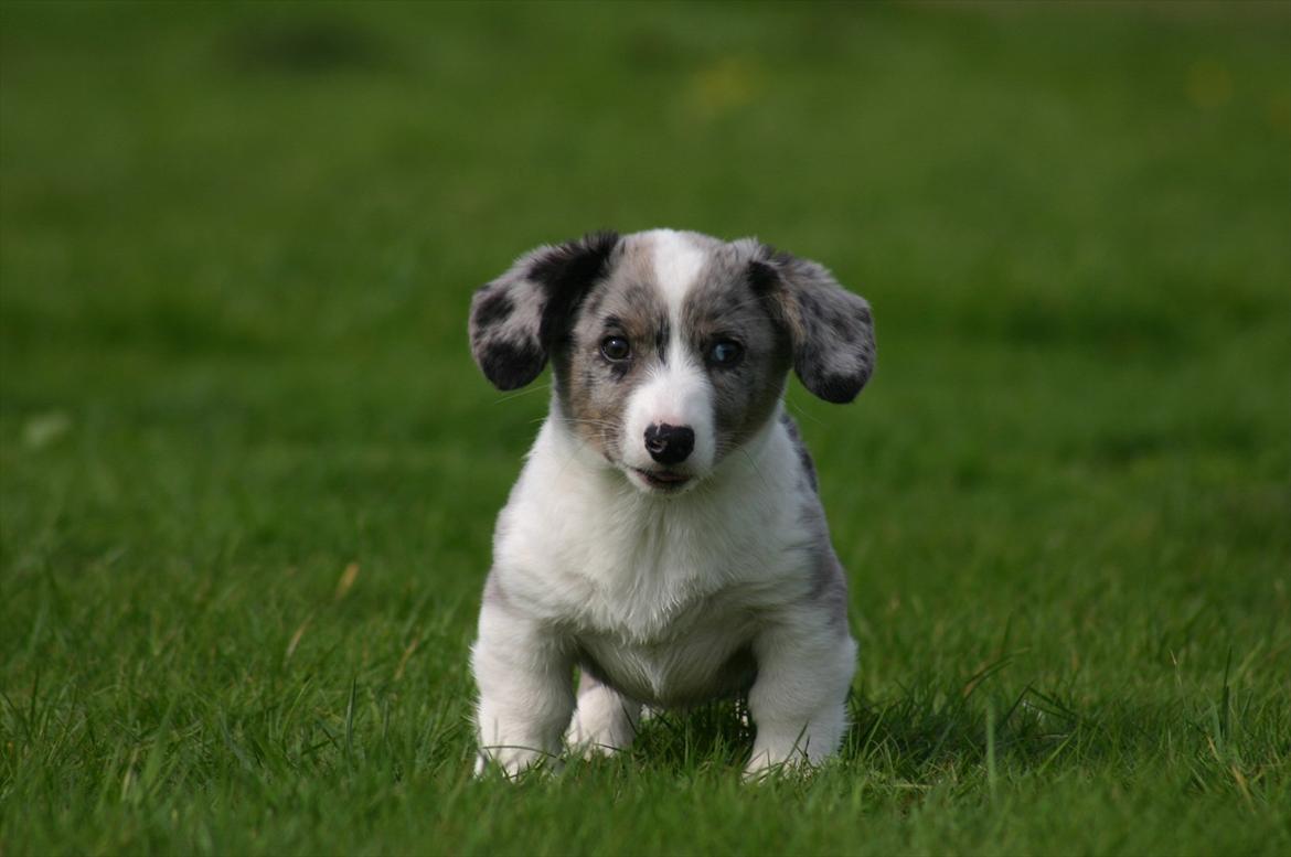 Welsh corgi cardigan Eeys - 24/9 - 11 billede 7