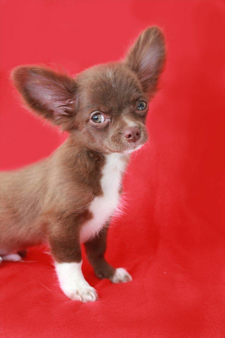 Chihuahua Sukkerpels COCIO. cocio ! billede 3