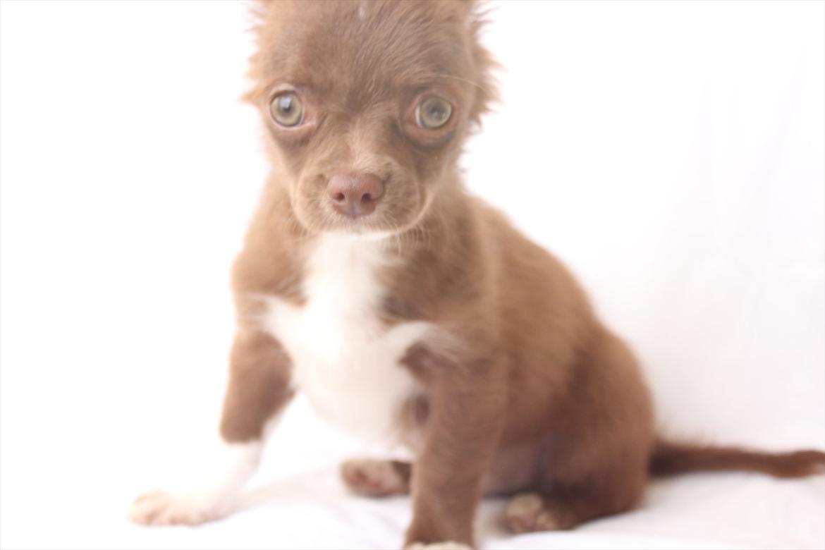 Chihuahua Sukkerpels COCIO. cocio ! billede 2