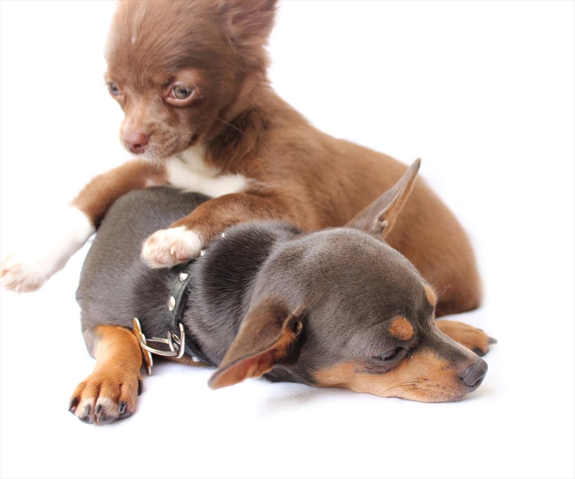 Chihuahua Sukkerpels COCIO. cocio ! billede 4