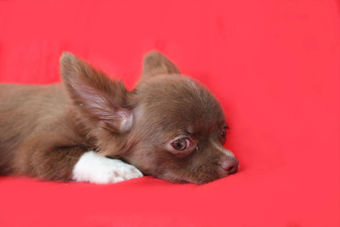 Chihuahua Sukkerpels COCIO. cocio ! billede 5