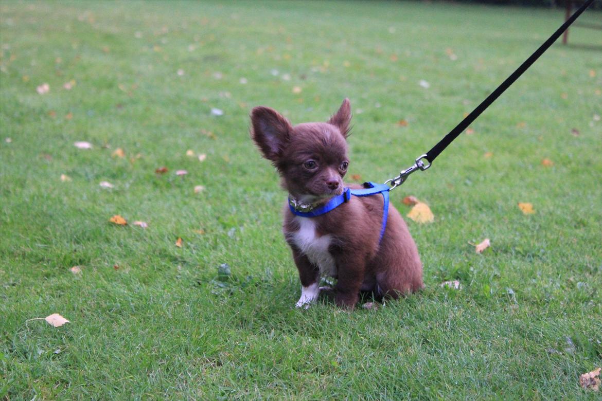 Chihuahua Sukkerpels COCIO. cocio ! billede 6