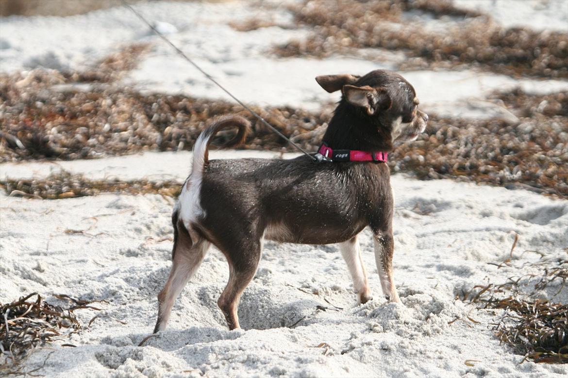 Chihuahua Gimmie From Sweetie DKK billede 14