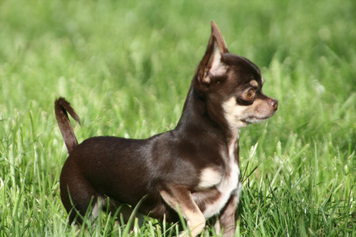 Chihuahua Gimmie From Sweetie DKK billede 1