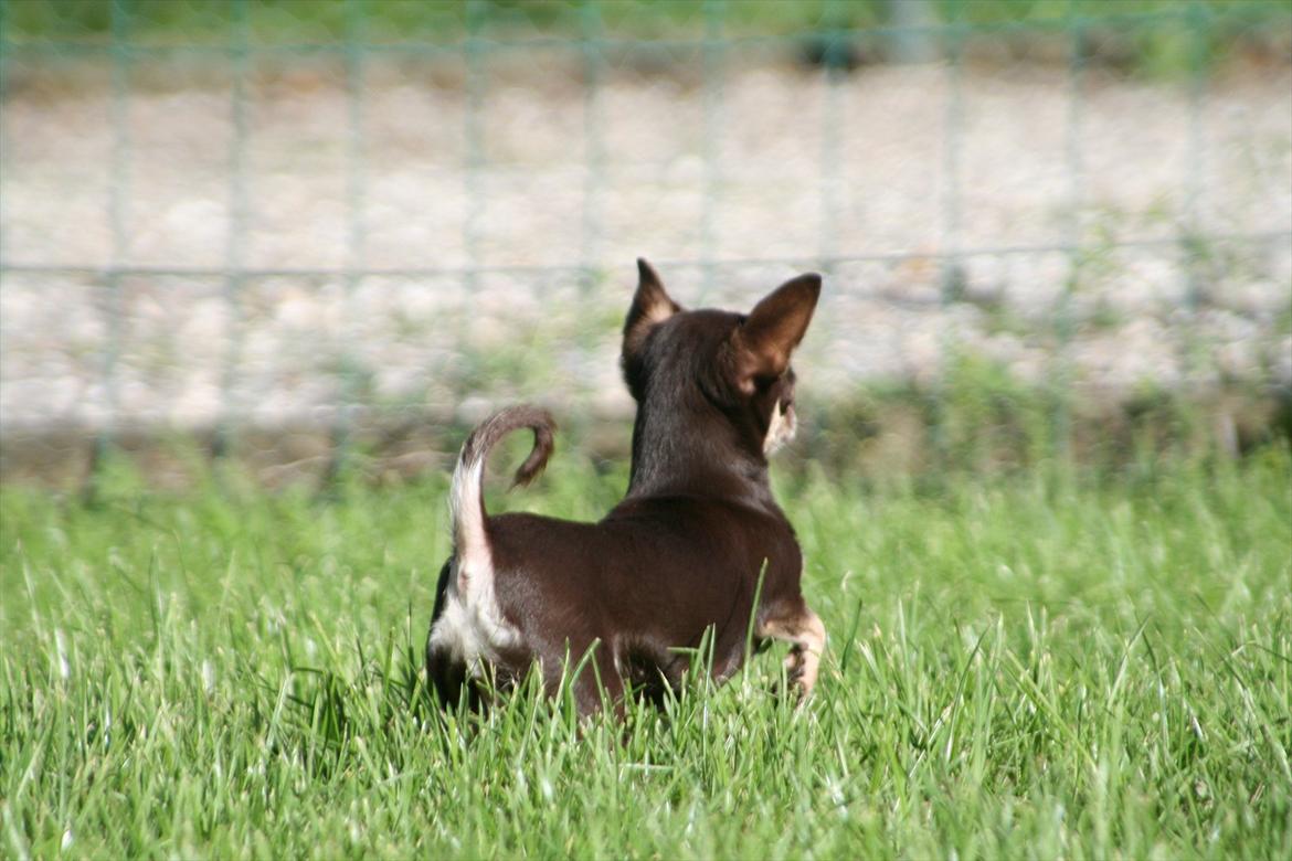 Chihuahua Gimmie From Sweetie DKK billede 15