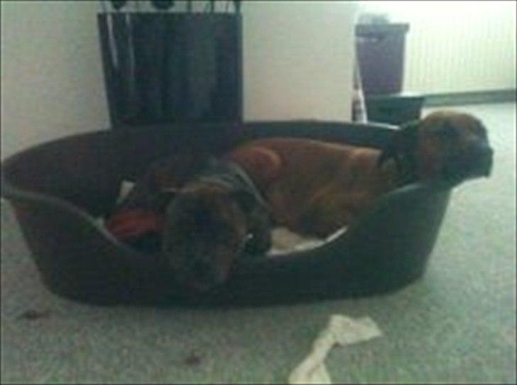 Staffordshire bull terrier Kayser billede 11