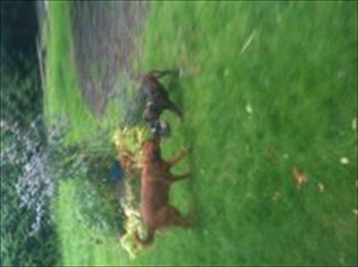 Staffordshire bull terrier Kayser billede 13