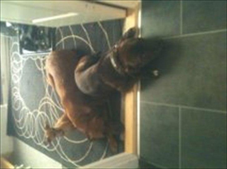 Staffordshire bull terrier Kayser billede 14