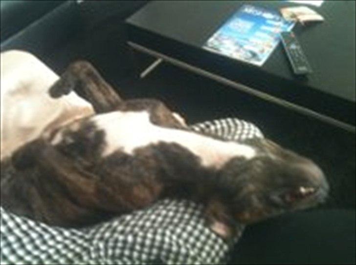 Staffordshire bull terrier Kayser billede 16