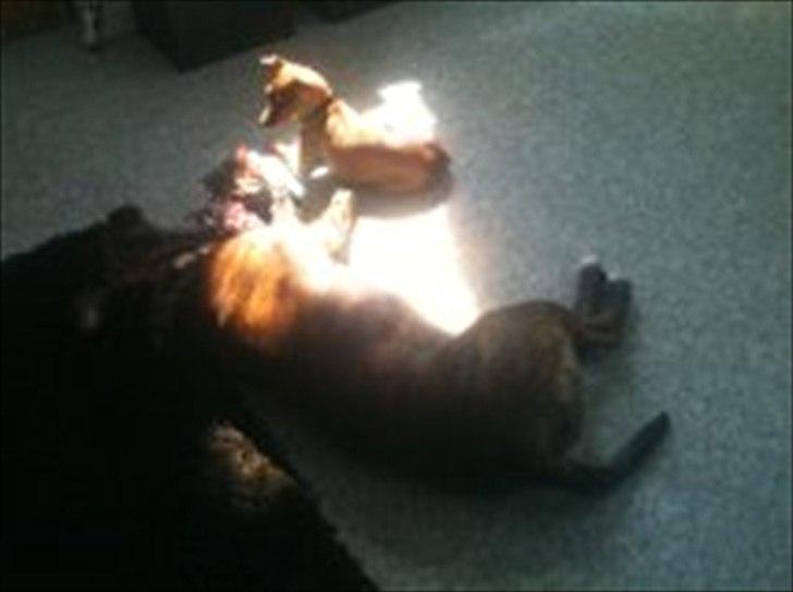 Staffordshire bull terrier Kayser billede 17