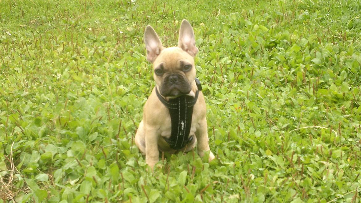 Fransk bulldog Cocio - Flotte fyr billede 1