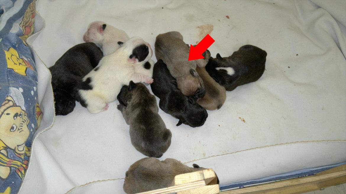 Fransk bulldog Cocio billede 2