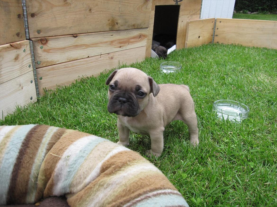 Fransk bulldog Cocio billede 3