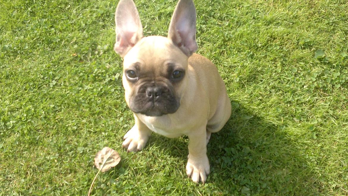 Fransk bulldog Cocio billede 4