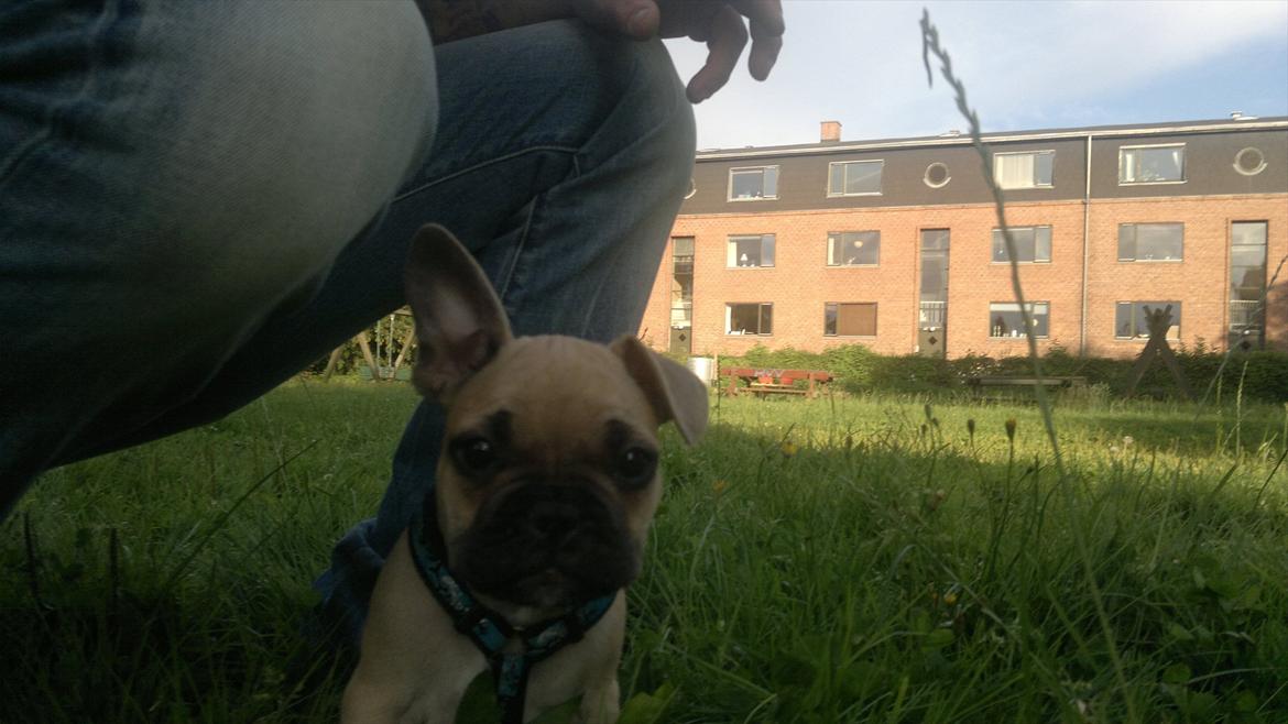 Fransk bulldog Cocio billede 5