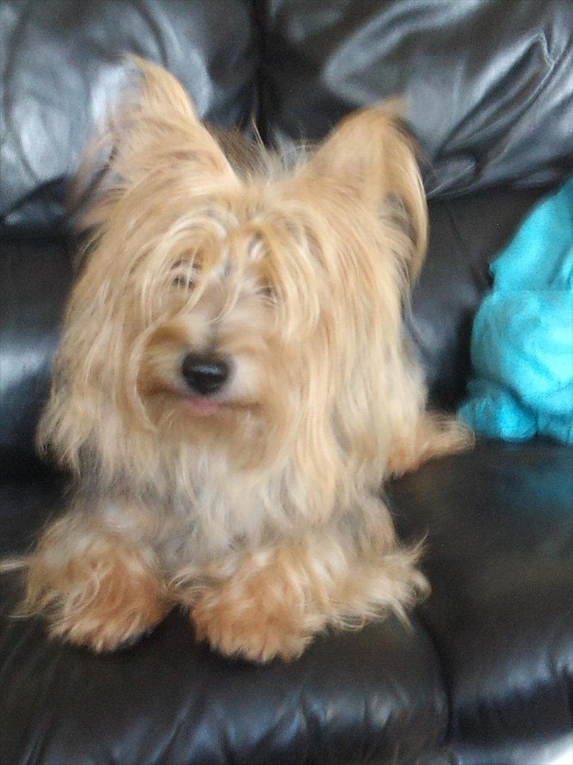 Australsk terrier Anton billede 6