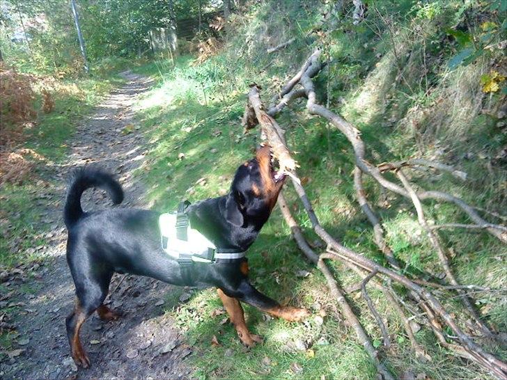 Rottweiler VomHauseDestenyCasanova billede 16