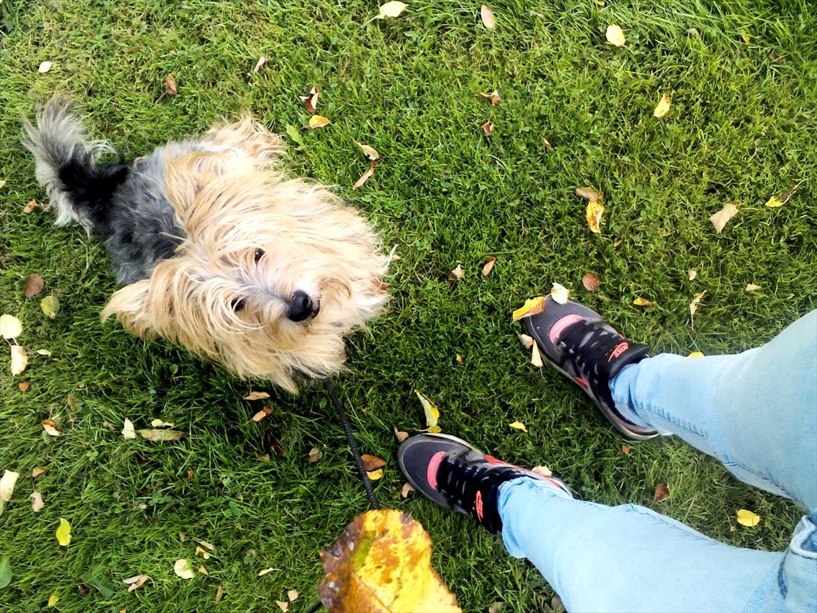 Australsk terrier Anton billede 7