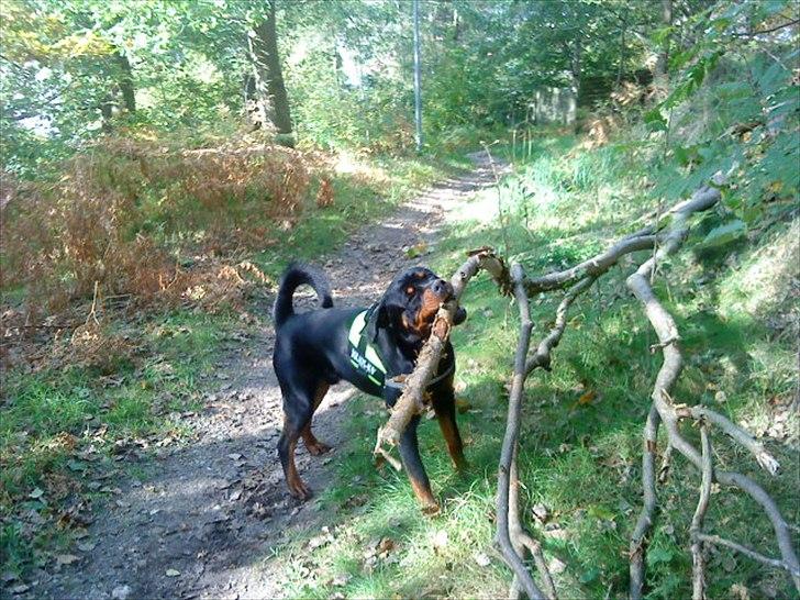 Rottweiler VomHauseDestenyCasanova billede 18