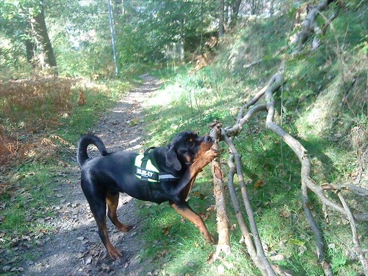 Rottweiler VomHauseDestenyCasanova billede 19