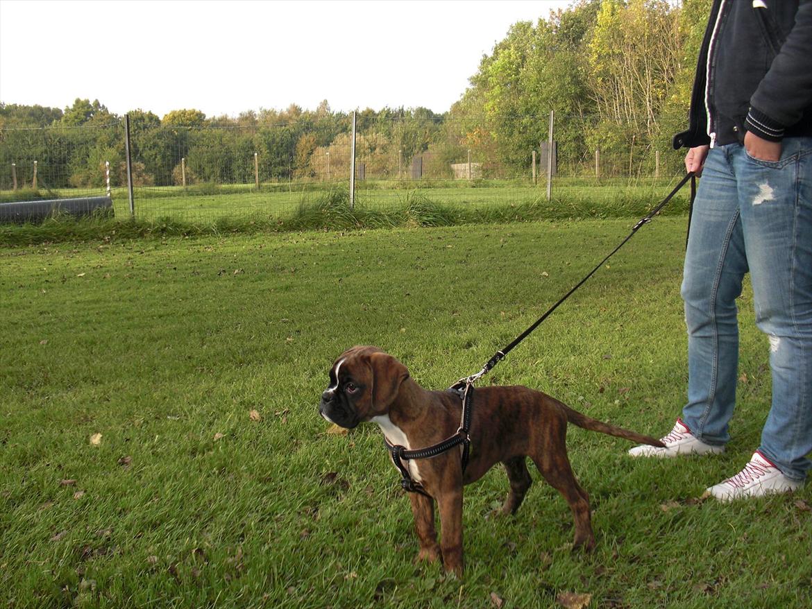 Boxer Hearts of Hope's High Roller (Levi) - 10 uger billede 9