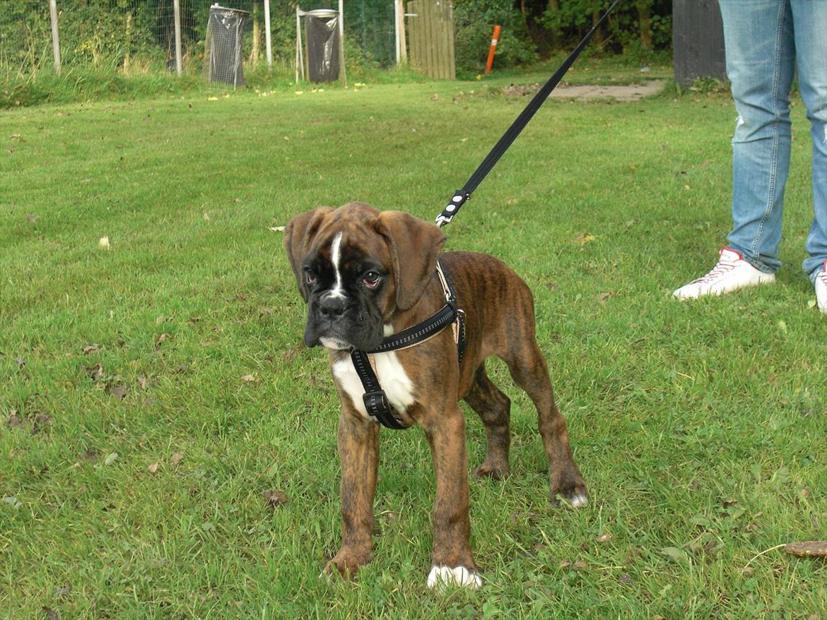 Boxer Hearts of Hope's High Roller (Levi) - 10 uger billede 10