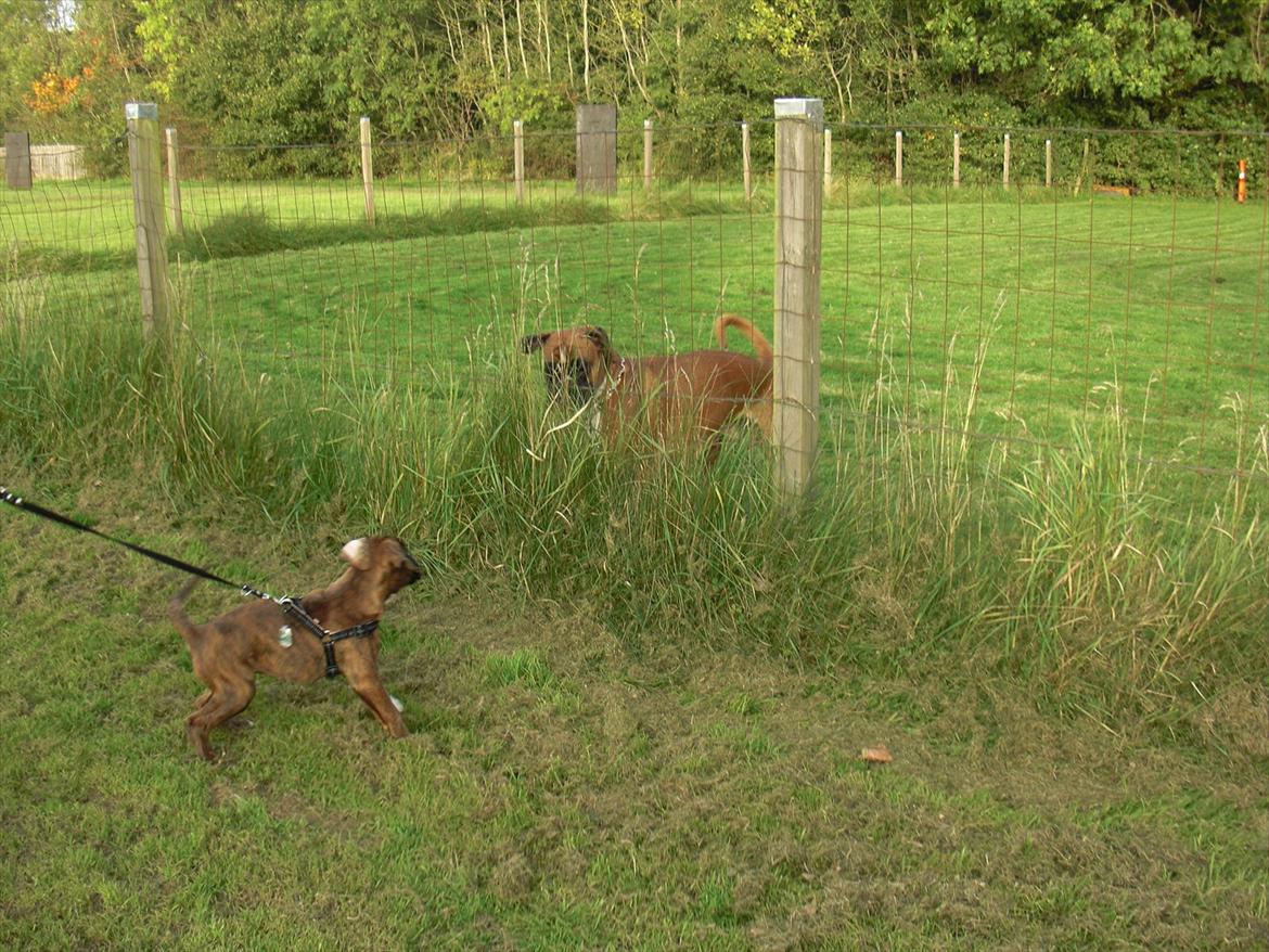 Boxer Hearts of Hope's High Roller (Levi) - 10 uger billede 11