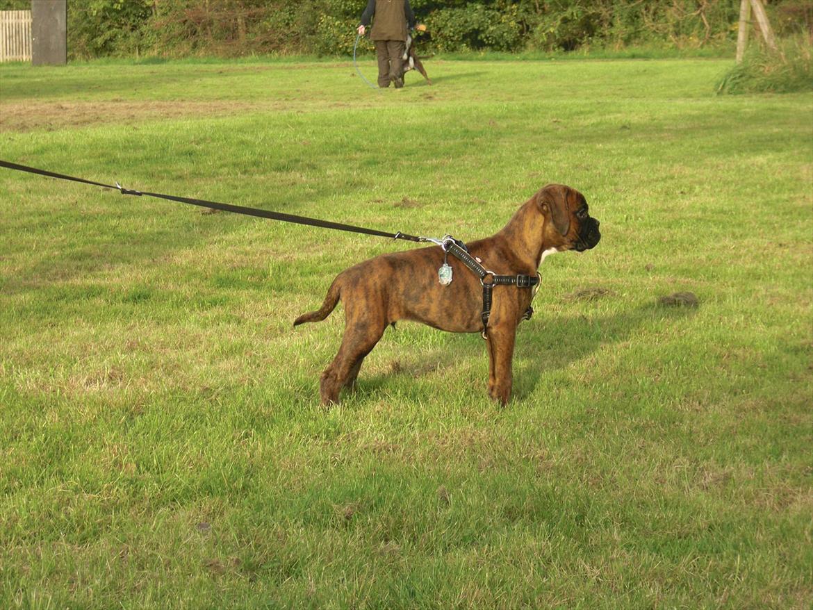 Boxer Hearts of Hope's High Roller (Levi) - 10 uger billede 12