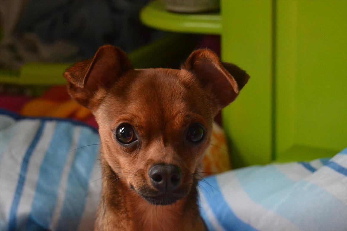 Dvaergpinscher Charlie Brown billede 1