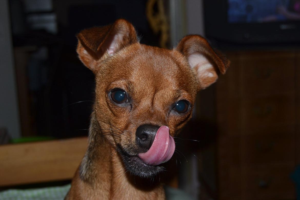 Dvaergpinscher Charlie Brown billede 20