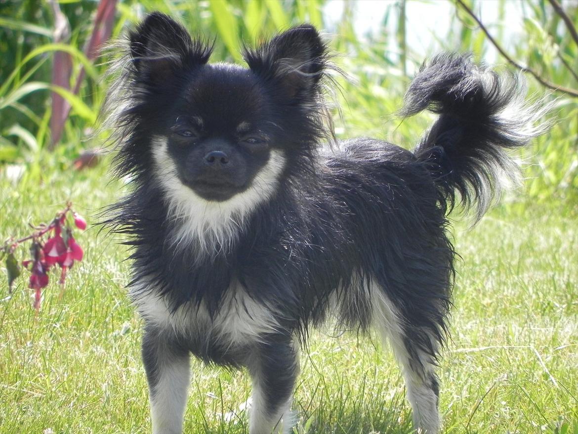 Chihuahua Cody billede 1