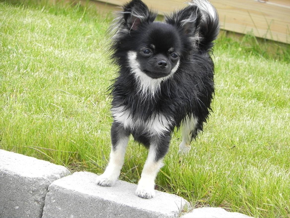 Chihuahua Cody billede 2