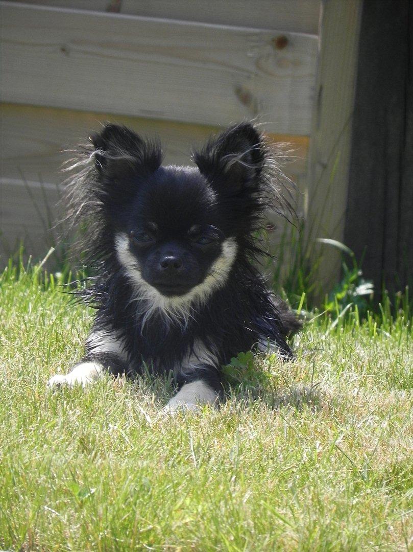 Chihuahua Cody billede 3